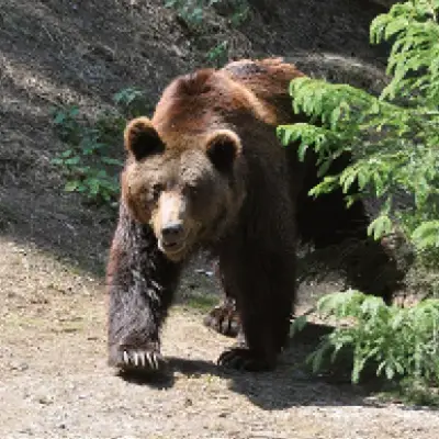 wildpark1.jpg
